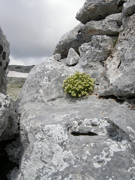 saxifraga exarata / Sassifraga solcata